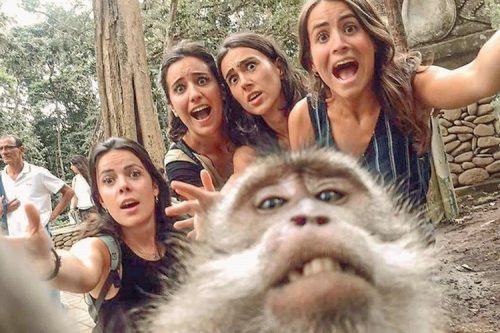 486-monkeyforest